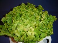 endivien-salat.jpg
