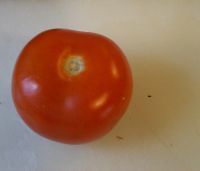 tomate_ts.jpg