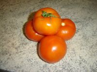 tomaten001.jpg